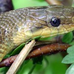 Schlangensafari- Führungen zur Äskulapnatter erledigt